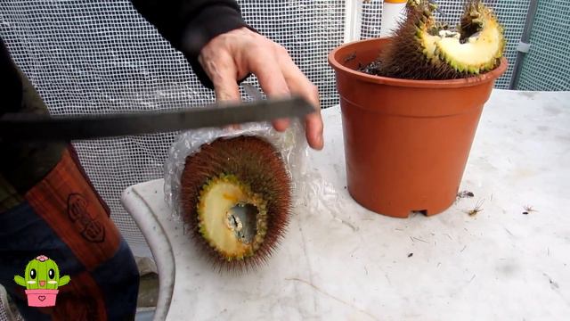 OH NO! Another Cactus loss | My Mammillaria spinosissima Cactus is a GONNER #cactus #cacti смотреть онлайн