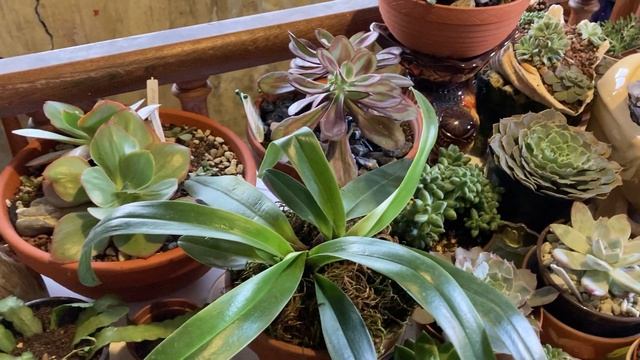 Молодило в деревеньке. Коллекция суккулентов часть первая. смотреть онлайн