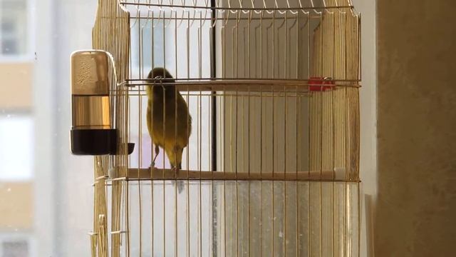 поет кенар зеленый смотреть онлайн