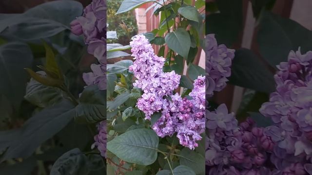 СИРЕНЬ "ОЛИМПИАДА КОЛЕСНИКОВА".. смотреть онлайн