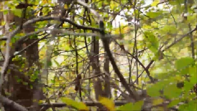 Волчьи тропы-6 Wolf's trail-6 смотреть онлайн