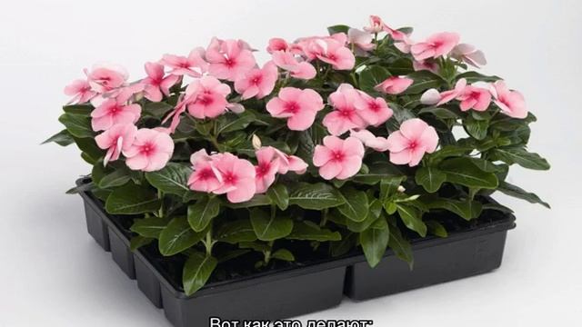 Катарантус — выращивание из семян: когда сажать на рассаду смотреть онлайн