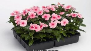 Катарантус — выращивание из семян: когда сажать на рассаду