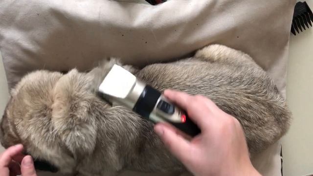 Профессиональный набор для ухода за домашним животным. смотреть онлайн