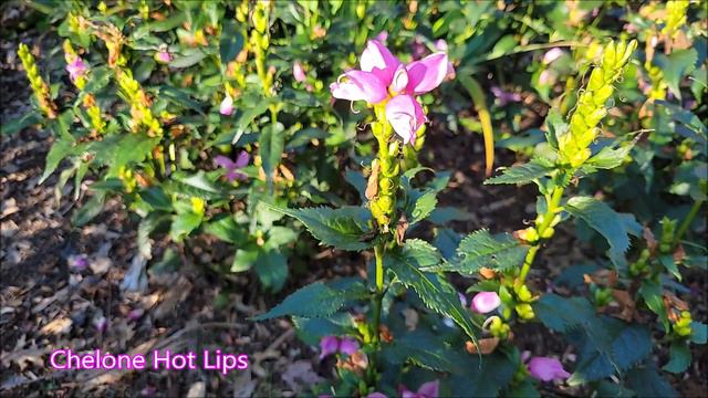 More early fall planting! смотреть онлайн