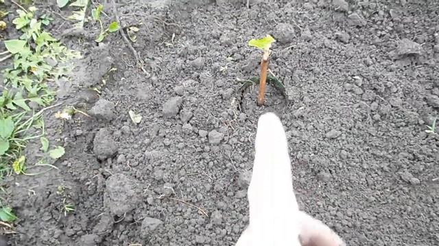 Высадка вегетирующих саженцев винограда весной Кишмиш Юпитер посадка саженцев черенков винограда смотреть онлайн