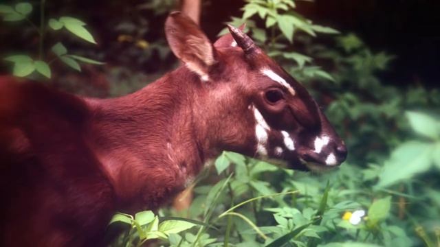 These Are 10 Rarest Animals on this Planet смотреть онлайн