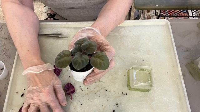 INSPECTION OF BOXES WITH RE-POTTED PLANTS. ROSETTES TRIMMING. PART I. смотреть онлайн