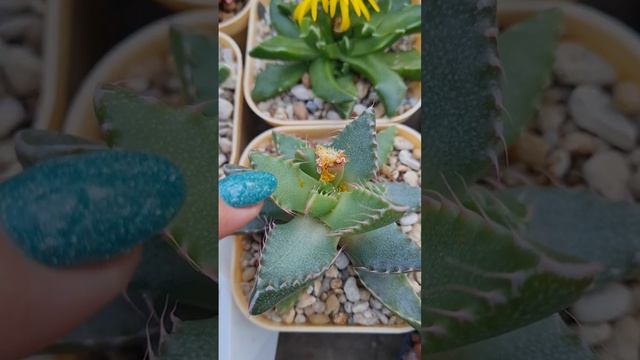 Фаукария (Faucaria) — миниатюрный компактный суккулент, относящийся к семейству Аизовых (Aizoaceae) смотреть онлайн