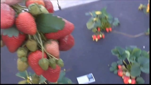 ФЛОРИНА сорт нейтрального светового дня смотреть онлайн