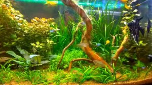 Совместное содержание неонов и скалярий.