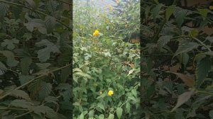 Растение неприхотливое,но очень красивое! Керия японская.