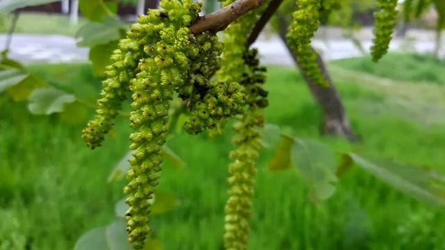 Цветение грецкого ореха. Слайд-шоу с аккомпанементом смотреть онлайн