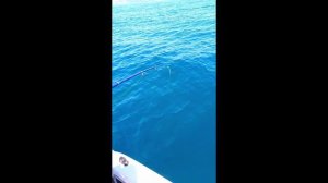 Треска Черного моря