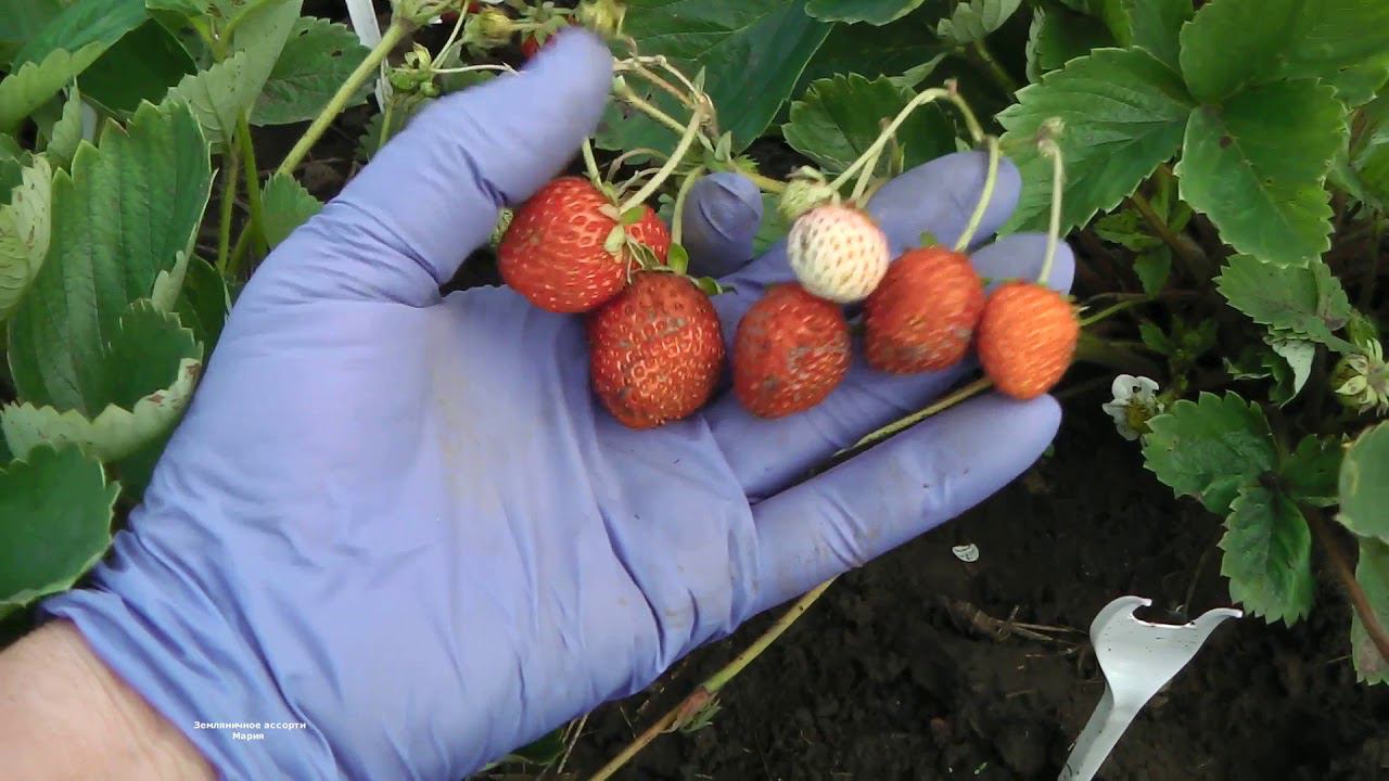 ЗЕМЛЯНИКА ЕЛИЗАВЕТА 2 ИЛИ ЧТО ПРОДАЛ ПИТОМНИК СИБИРСКИЙ САД ВМЕСТО ЕЛИЗАВЕТЫ 2 ? смотреть онлайн