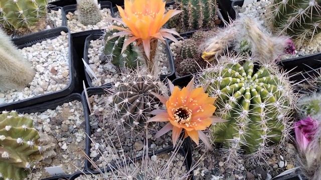 Эхинопсисы.Ацтекиум валдезии.Столбовидный кактус цветет.Kakteen. смотреть онлайн