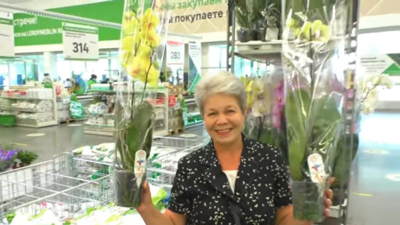 КРАСИВЫЕ ОРХИДЕИ С НАЗВАНИЯМИ!!!  Видео Обзор в Леруа Мерлен - Западный.  Ростов н/Дону.  02.06.2020