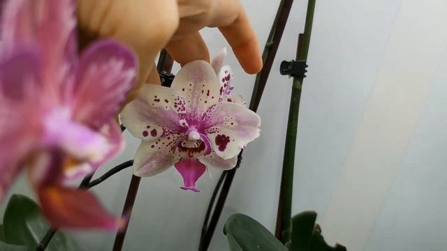ОРХИДЕИ:предновогоднее ЦВЕТЕНИЕ!!!Декабрь 2021.Цветет Paphiopedilum concolor (конколор). смотреть онлайн