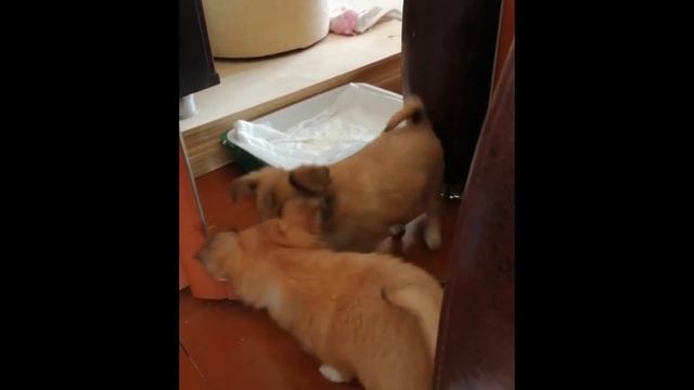 Чихуахуа Торри играет с зеркалом смотреть онлайн