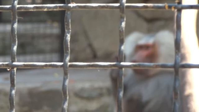 Ялтинский зоопарк.