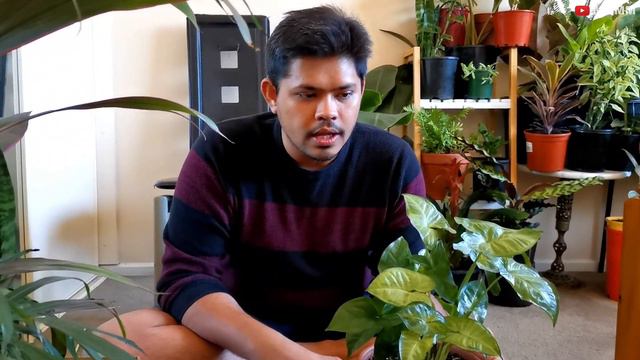 SYNGONIUM Care and Propagation Tips | Different Types of Syngonium смотреть онлайн