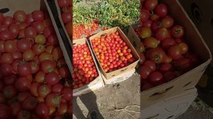 Уборка помидор Солероссо