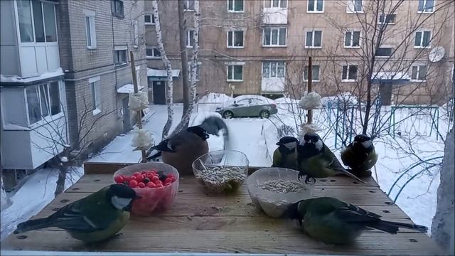 СНЕГИРИ и СИНИЦЫ /Еда для Птиц/ смотреть онлайн