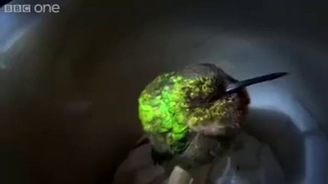 ‬Колибри храпит. смотреть онлайн