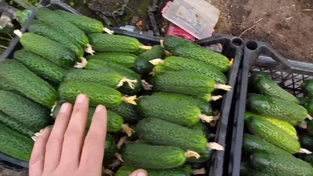 ОГУРЕЦ АРКТИКА ПЛОДЫ КОРОТКИЕ И БОЧЬКУЮТЬСЯ ,ЕСТЬ РЕШЕНИЕ ЭТОЙ ПРОБЛЕМЫ! смотреть онлайн