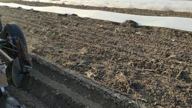 Высадка кукурузы в грунт без укрытий. смотреть онлайн