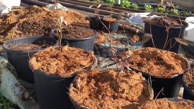 Выращивание голубики. Голубика в контейнерах и мешках. Грунт для голубики смотреть онлайн