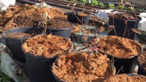 Выращивание голубики. Голубика в контейнерах и мешках. Грунт для голубики