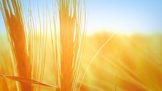 Background Nature Grain Gold Space Rye Sun Ears Stem Summer Wheat Footage free download смотреть онлайн