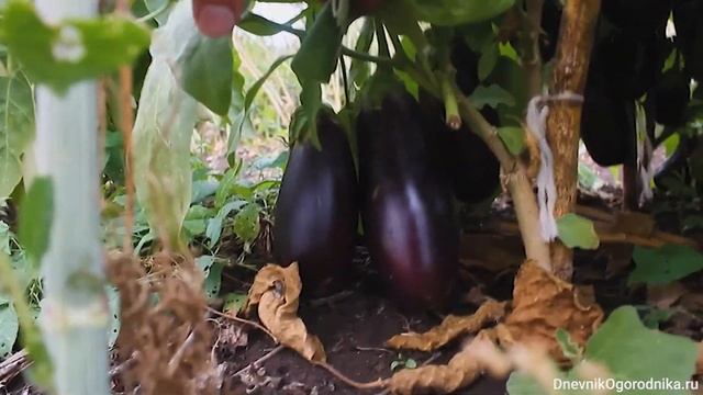 Баклажаны — Алмаз смотреть онлайн