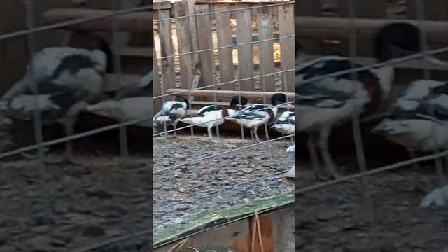 гуси ульяновского зоопарка смотреть онлайн