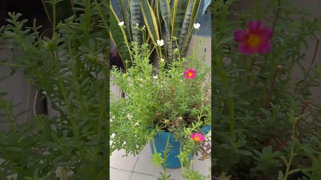 Кулинарные Испытания