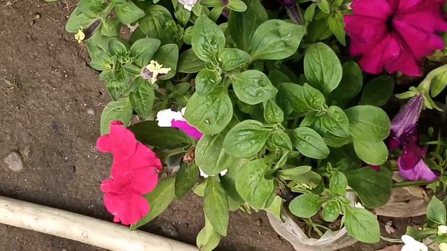 Winter beauty Petunia bed смотреть онлайн