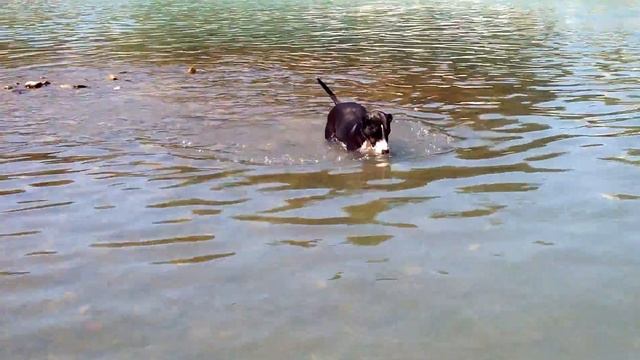 Бобер строит плотину))) смотреть онлайн