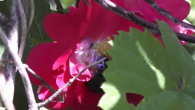 БИОСФЕРА: 143. Пчела Плотник Обыкновенная (Xylocopa valga) смотреть онлайн