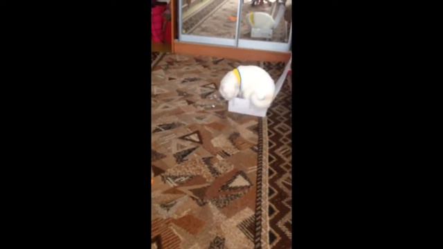 Кот грызет коробку смотреть онлайн