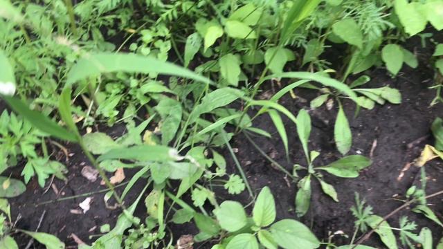 Каменная горка с молодило. Расчищаю каменные дорожки. Смородина пошла в рост смотреть онлайн