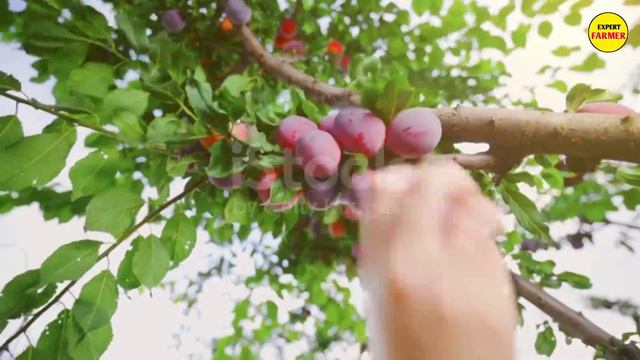 plums farming, आलूबुखारे की खेती कैसे करें, aalu bukhare ki kheti kaise karen, अल्लू बुखारा की खेती смотреть онлайн