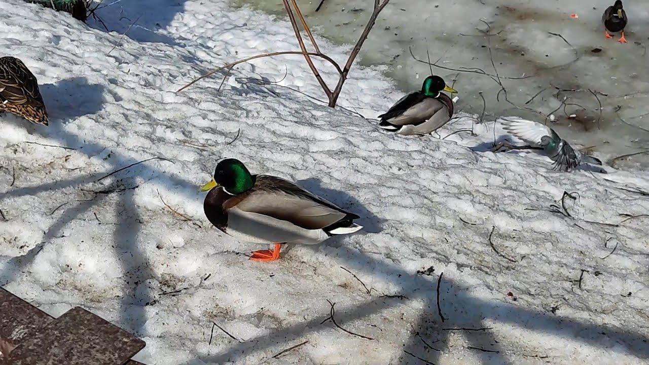 Уточки - зимовка (25.03.2024) смотреть онлайн