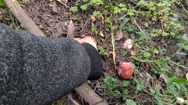 Весёлка обыкновенная Нашёл много яиц Лес в Алматы