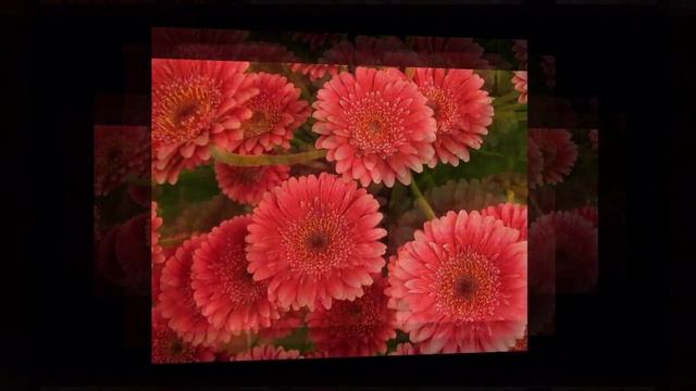 Гербера / Gerber