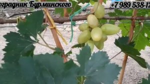 НОВИНКИ!!! ГФ. Винограда РОЗОВЫЙ ЗАМОК и РАМЗЕС (Калугин В.М.).