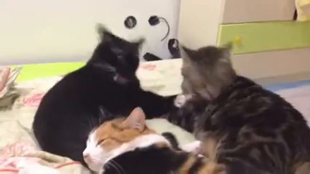 Кошки моются. смотреть онлайн