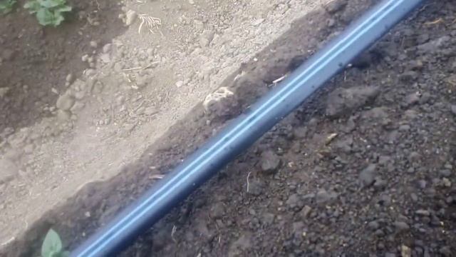 2 мая 2020 картофель на капельном орошении Кфх Гук ОВ смотреть онлайн