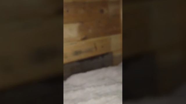 Хаски. Дом для хаски. Будка из поддонов смотреть онлайн