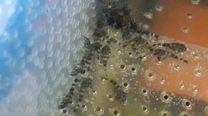 Подрастают мальки номерного сома Красная Зебра L-397.